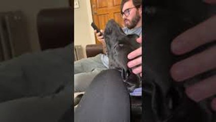 Screaming Rescue Dog Wants Attention from Unamused Owner