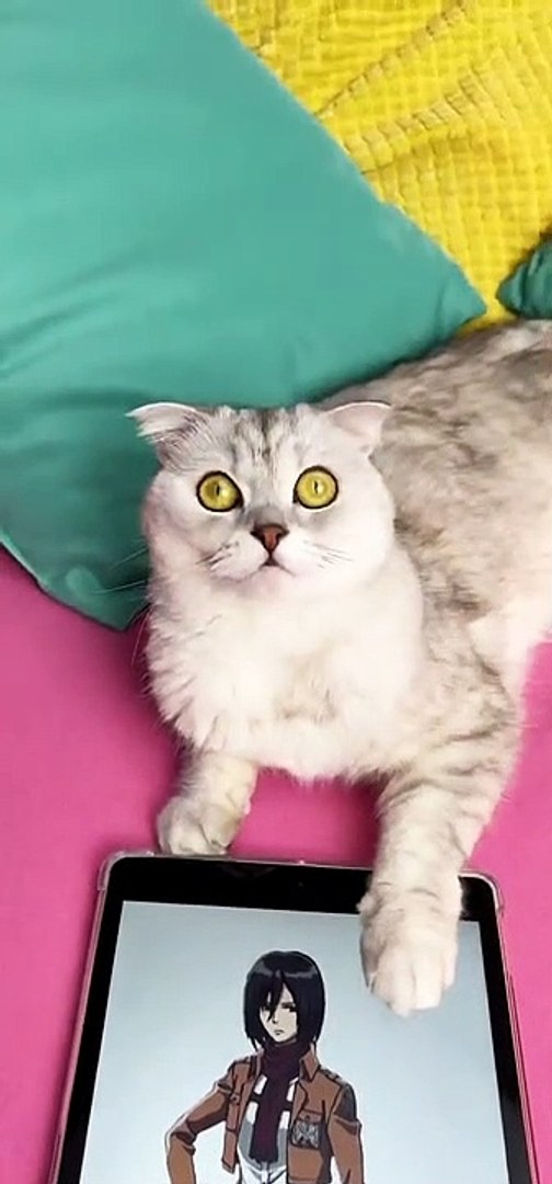 ⁣Baby Cats |  #1 | Cat Videos |funny cats | cute cat videos | #cats  #catvideos