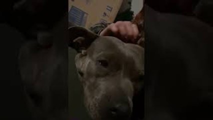Dog Tears Up After Being Saved from Traffic
