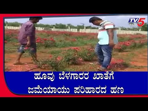 ಹೂವು ಬೆಳಗಾರರ ಖಾತೆಗೆ ಜಮೆಯಾಯ್ತು ಪರಿಹಾರದ ಹಣ | BS Yeddyurappa | Farmers | Devanahalli | TV5 Kannada
