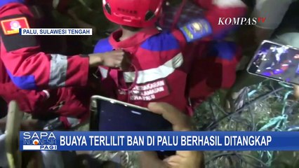 Terlilit Ban Selama Satu Tahun,  Seekor Buaya Akhirnya Berhasil Diselamatkan