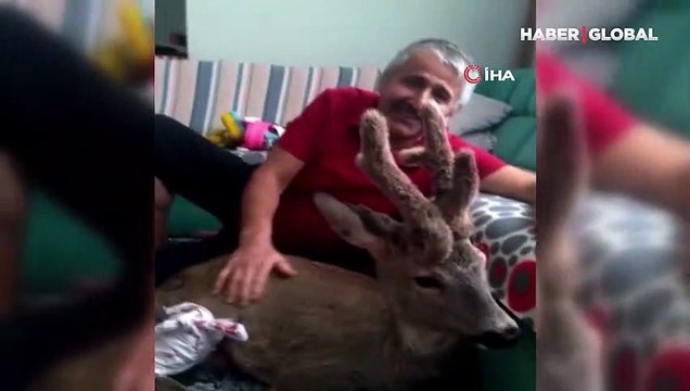 Yaralı karacayı evine alıp bebek gibi besleyip sevdi