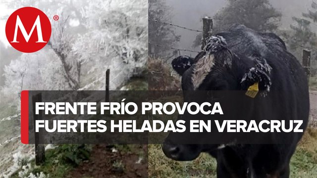 En Veracruz continuan las afectaciones por las bajas temperaturas