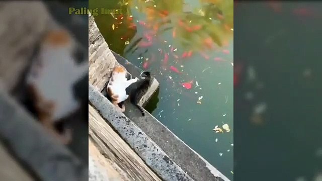 KUCING LUCU 2020 Video kucing paling lucu dan gemesin bikin ketawa ngakak | Kucing Paling Imut