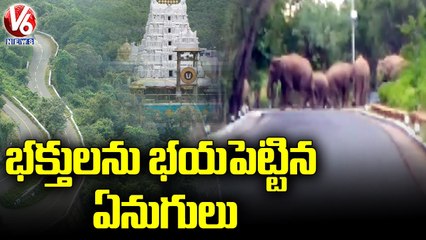 Elephant Hulchul At Tirumala Ghat Road, TTD Officials Inspects Area _ V6 News