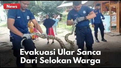 Tim Rescue Pemadam Kebakaran Kota Pekanbaru mengevakuasi seekor ular sanca !!