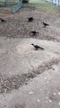 Bird Crow Sound Effect Video By Kingdom Of Awais
