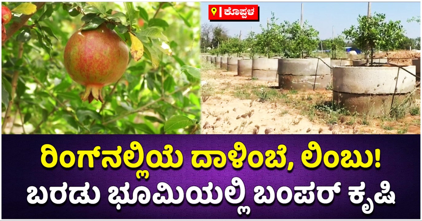 ರಿಂಗ್‌ನಲ್ಲಿಯೆ ದಾಳಿಂಬೆ, ಲಿಂಬು!-ಬರಡು ಭೂಮಿಯಲ್ಲಿ ಬಂಪರ್‌ ಕೃಷಿ