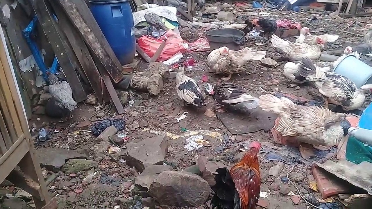 Solusi tepat usaha ternak unggas , modal pas-pasan hasil jutaan setiap minggunya