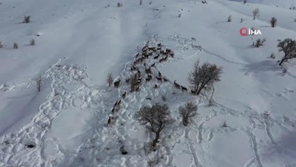 Beslenmeye gelen yaban keçileri böyle görüntülendi