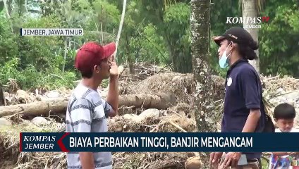Petani Panti Membiarkan Sawahnya Rusak Diterjang Banjir