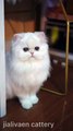 Baby Cats - Cute and Funny Cat Videos Compilation #cat #catvideos #funnycatvideos #cutecatvideos #catvideos2022 #funniestcatvideos #funnycatmoments #funnycatvideos2022 #funnycatanddogvideos #cattv (30)