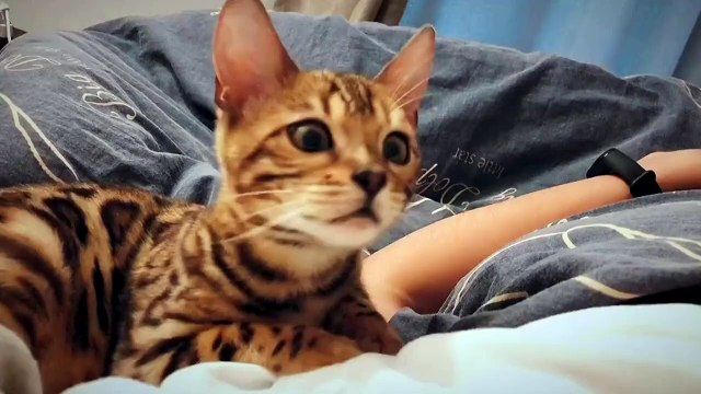 Baby Cats - Cute and Funny Cat Videos Compilation #cat #catvideos #funnycatvideos #cutecatvideos #catvideos2022 #funniestcatvideos #funnycatmoments #funnycatvideos2022 #funnycatanddogvideos #cattv (31)