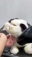 Baby Cats - Cute and Funny Cat Videos Compilation #cat #catvideos #funnycatvideos #cutecatvideos #catvideos2022 #funniestcatvideos #funnycatmoments #funnycatvideos2022 #funnycatanddogvideos #cattv (35)