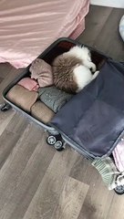 Baby Cats - Cute and Funny Cat Videos Compilation #cat #catvideos #funnycatvideos #cutecatvideos #catvideos2022 #funniestcatvideos #funnycatmoments #funnycatvideos2022 #funnycatanddogvideos #cattv (36)