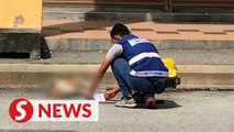 Eight stray dogs found dead around Ipoh shoplots, animal lover suspects poisoning
