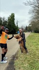 De pata em riste, Gonden Retriever foi protagonista de maratona