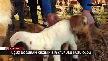 Üçüz doğuran keçinin bir yavrusu kuzu oldu