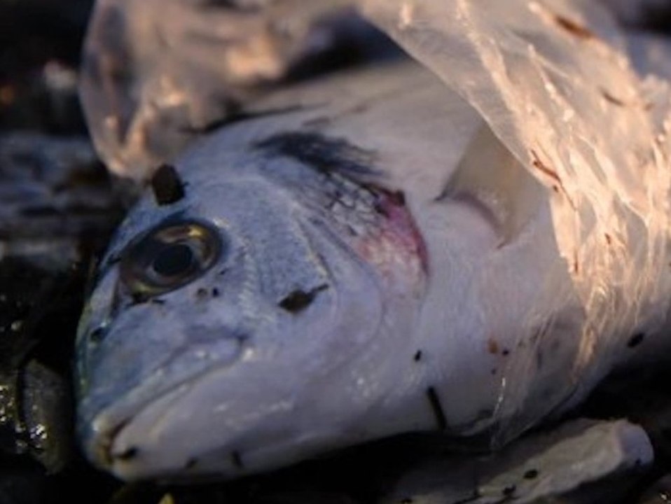 WWF-Prognose: Mikroplastik wird bis 2100 um das 50-fache zunehmen