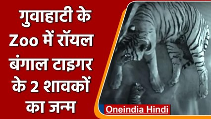 Assam: Royal Bengal Tiger ने गुवाहाटी में 2 शावकों को दिया जन्म | वनइंडिया हिंदी