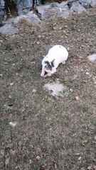 The Hungry Cat Video By Kingdom Of Awais