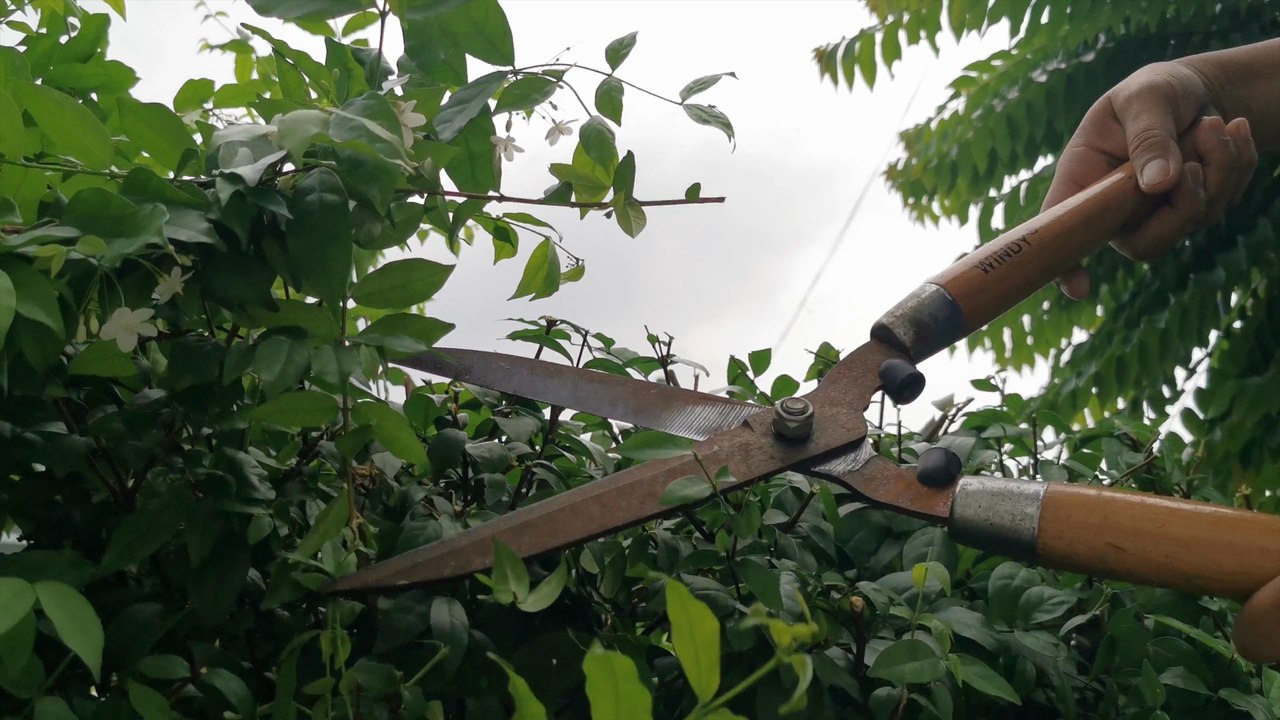 Bußgeld droht: Warum Sie noch im Februar Ihre Hecke schneiden sollten