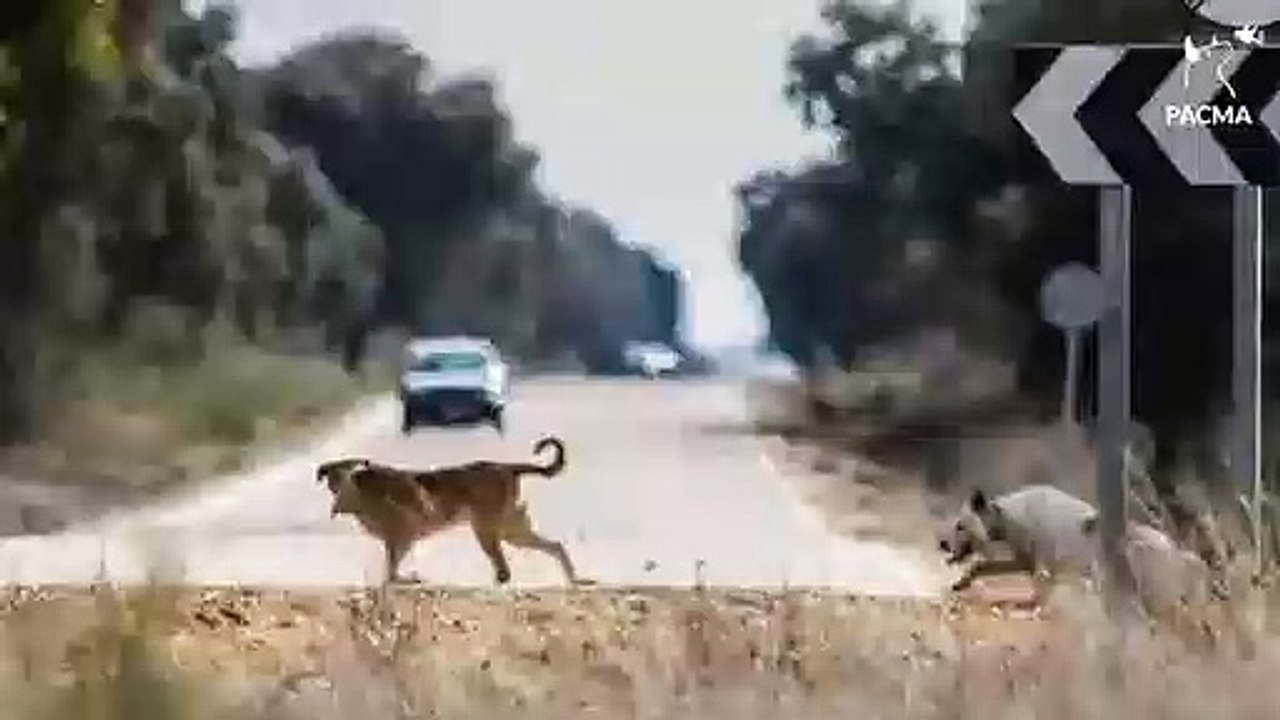 Video perros en carretera