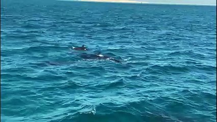 ظهور دلافين "القاتل الكاذب" بشواطئ جنوب الغردقة