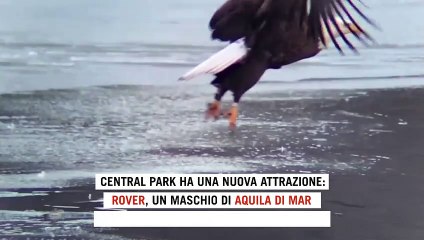 Ecco Rover, l'aquila calva che caccia gabbiani a Central Park