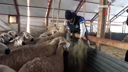 Sivaslı hayvan yetiştiricisi Hasan Tunçbaş: 200 tane koyuna bakması için 5 bin liraya çoban bulamıyorum, şu an tek bakıyorum