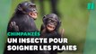 Ces chimpanzés du Gabon utilisent des insectes pour panser leurs plaies