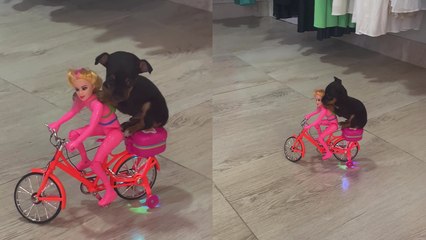 'Tiny puppy rides musical toy bicycle with Barbie doll '