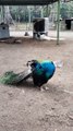 A Beautiful Peacock Video By Kingdom of Awais