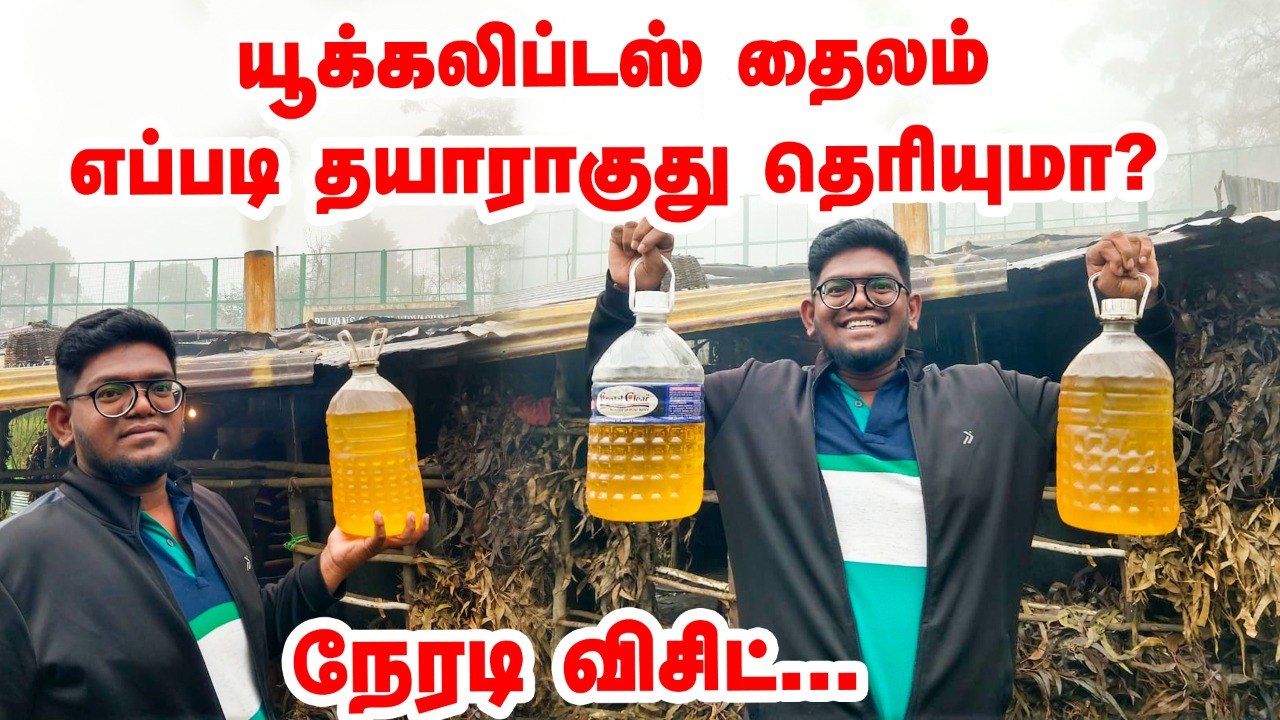 Eucalyptus தைலம் எப்படி தாயாராகுது தெரியுமா_ _ நீலகிரி தைலம் _ Eucalyptus balm _ Pasumai vikatan