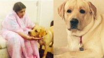 Lata Mangeshkar के Pet Dog Bittu का बुरा हाल, घर में घूम घूमकर लता जी को ढूंढ रहा | Boldsky