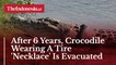 After 6 Years, Crocodile Wearing A Tire 'Necklace' Is Evacuated