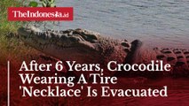 After 6 Years, Crocodile Wearing A Tire 'Necklace' Is Evacuated