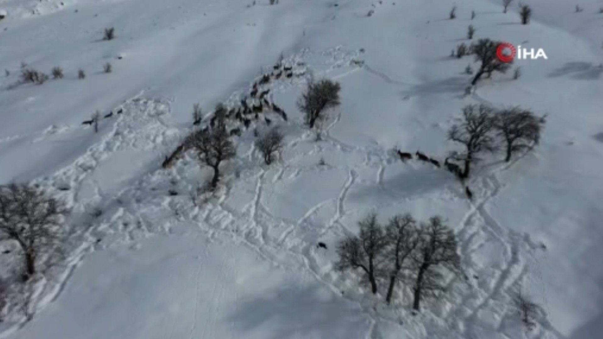 Yaban keçileri gökyüzünden görüntülendi