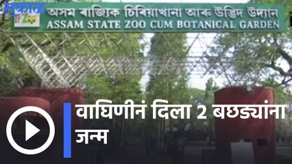 Asam | वाघिणीनं दिला २ बछड्यांना जन्म | Sakal Media |