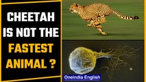 Scientists discover an organism faster than Cheetah | OneIndia News