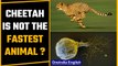 Scientists discover an organism faster than Cheetah | OneIndia News