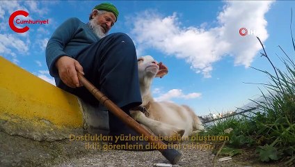 Bu keçi inatçı değil, 'Nazlı'