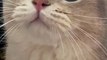 Cute cat videos |   #4| Cat Videos |Funny videos |Baby Cat | #cats  #catvideos