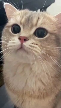 Cute cat videos | #4| Cat Videos |Funny videos |Baby Cat | #cats #catvideos