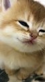 Cute cat videos |  #6 | Cat Videos |Funny videos |Baby Cat | #cats  #catvideos