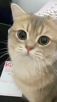 Cute cat videos |#8 | Cat Videos |Funny videos |Baby Cat | #cats #catvideos