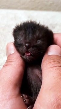 Cute cat videos |#9 | Cat Videos |Funny videos |Baby Cat | #cats #catvideos