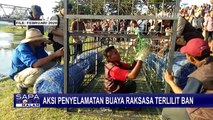 Kisah Warga Bebaskan Buaya yang Terjerat Ban Selama Beberapa Tahun