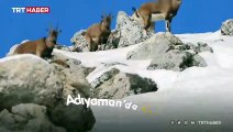 Karlı dağlarda gezinen yaban keçileri kamerada