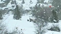 Yoğun kar altında yiyecek arayan yaban keçileri görüntülendi